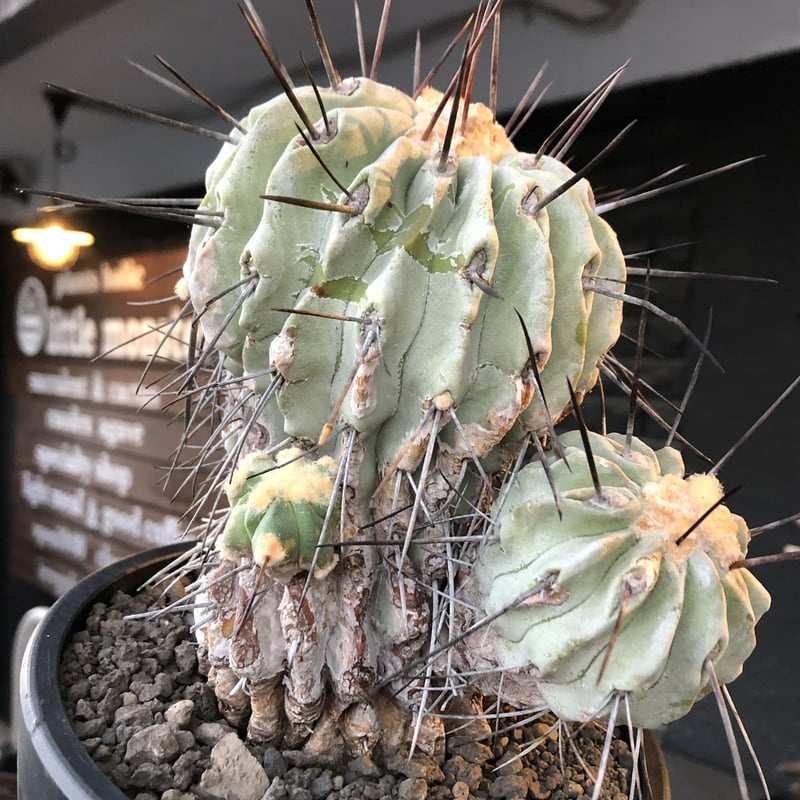 copiapoa cinerea ver.dealbata《L size》※現地球発根後店主国