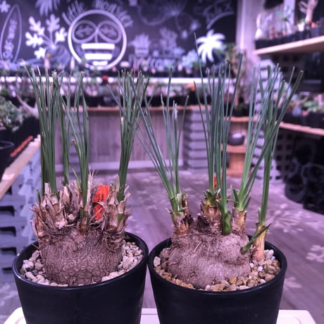 カリバナスフーケリー | STORES