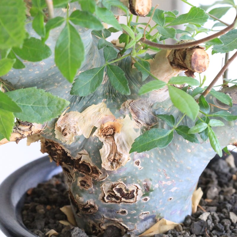 コミフォラ カタフ ターカネンシス | hanayoshi-botanical