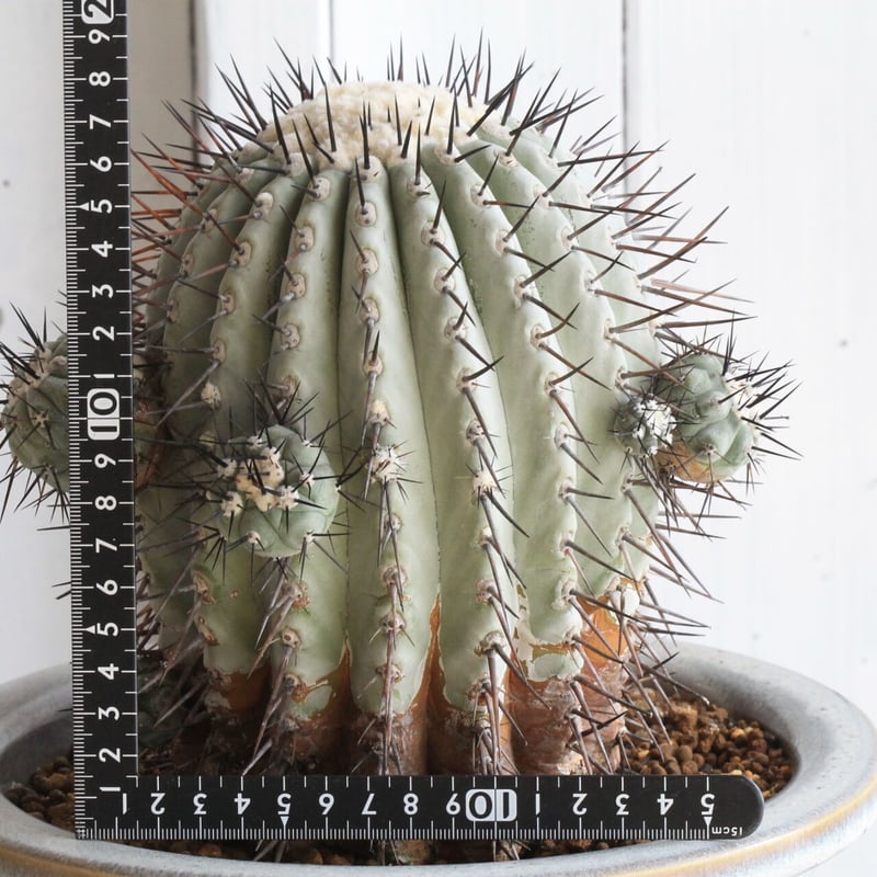 コピアポア シネレア 黒王丸 | hanayoshi-botanical