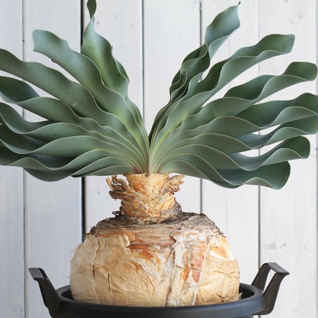 ブーファンハエマントイデス | STORES