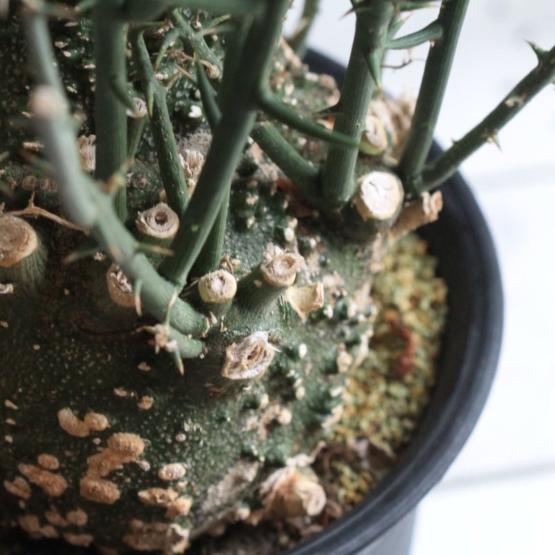 Adenia アデニア グロボーサ | hanayoshi-botanical