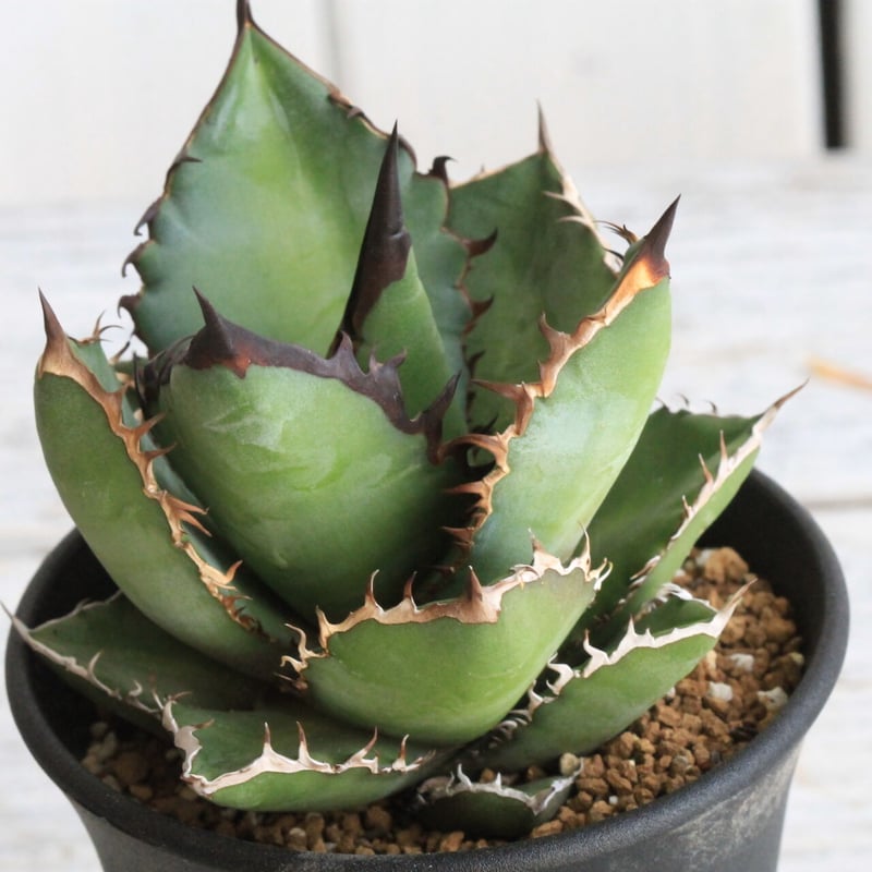 アガベ チタノタ ブラックファイヤー 黒火焰 | hanayoshi-botanical