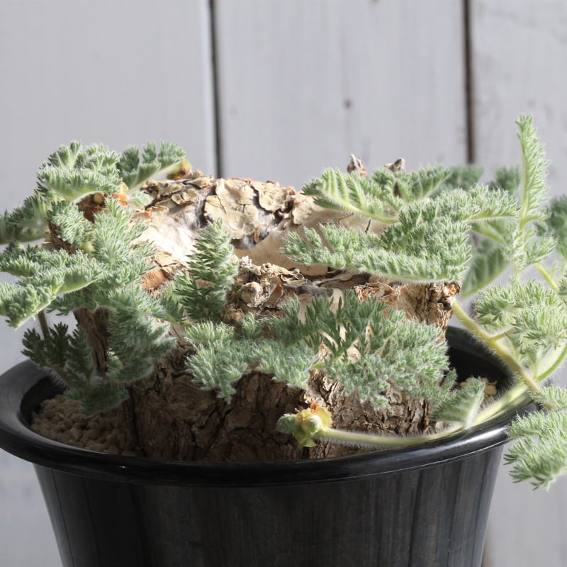 ペラルゴニウム トリステ 現地球 | hanayoshi-botanical