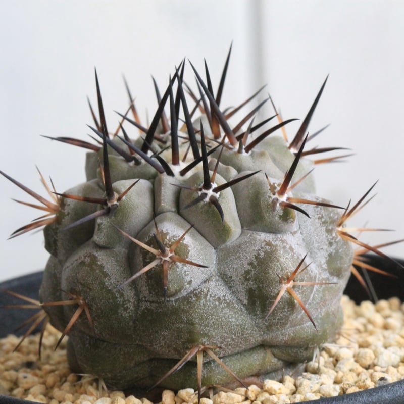 コピアポア シネレア 黒王丸 実生⑭ | hanayoshi-botanical