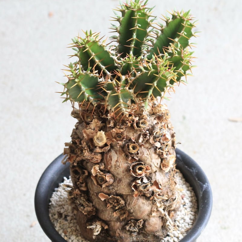 ユーフォルビア ムランジーナ | hanayoshi-botanical