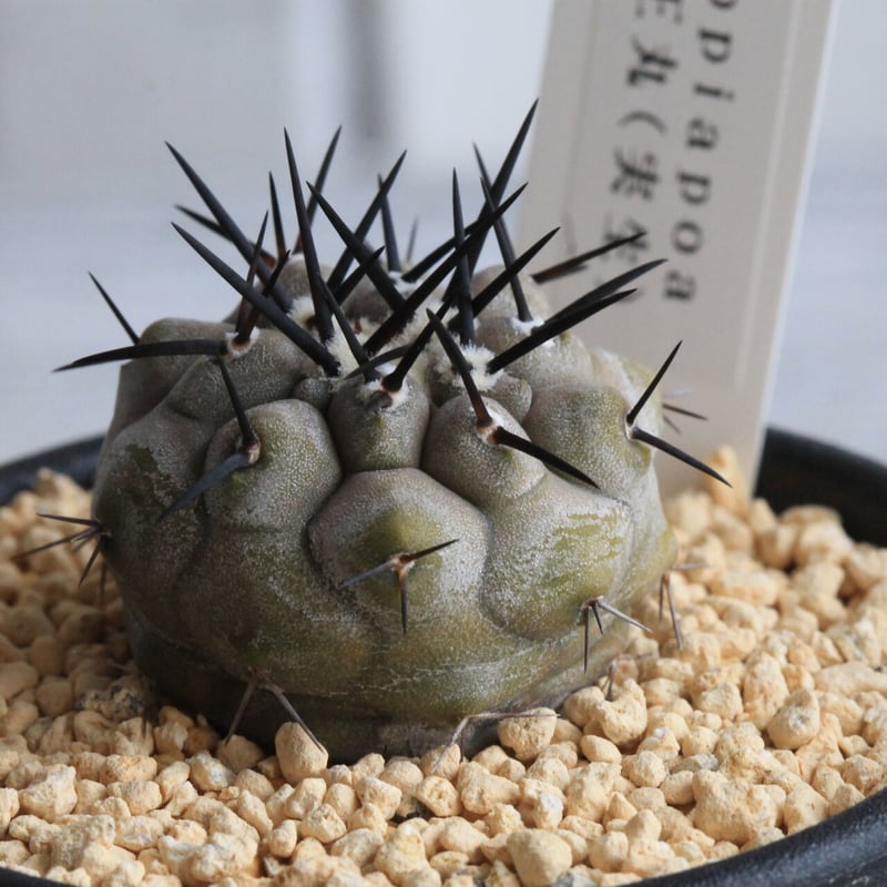 コピアポア シネレア 黒王丸（実生） | hanayoshi-botanical