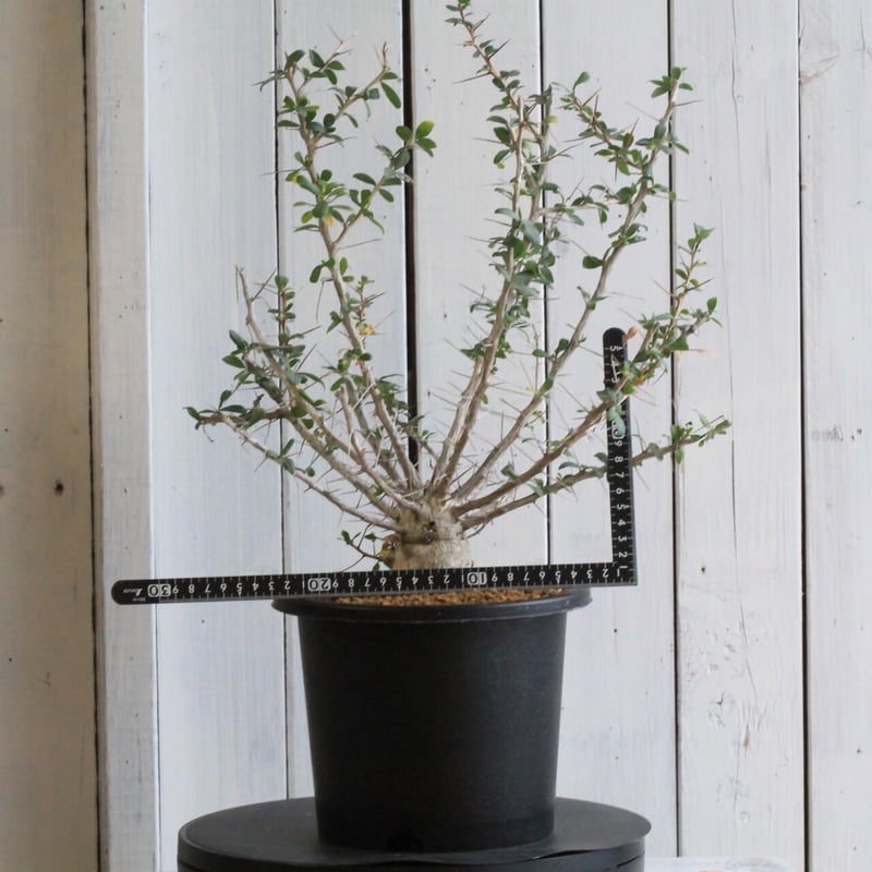 フォークイエリア コルムナリス 観峰玉 | hanayoshi-botanical