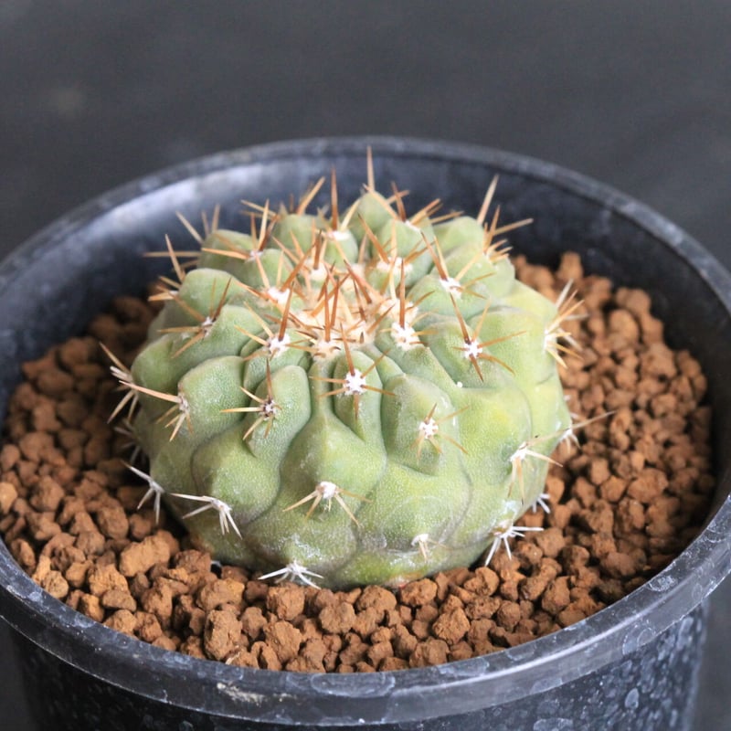 コピアポア コルムナ アルバ（実生） | hanayoshi-botanical