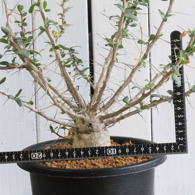 フォークイエリア コルムナリス 観峰玉 | hanayoshi-botanical