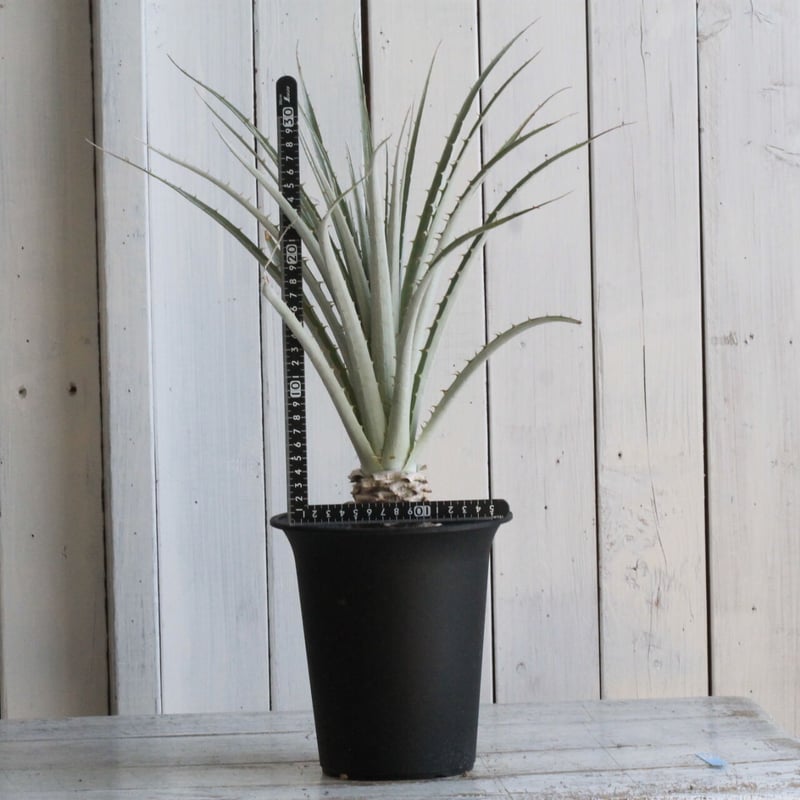 プヤ セルーレア | hanayoshi-botanical