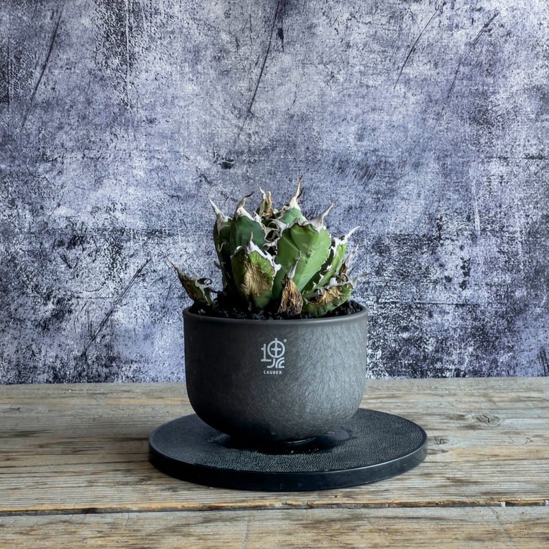 現地株】アガベ オテロイ オアハカ 24040402-4【発根済】 | ISALO