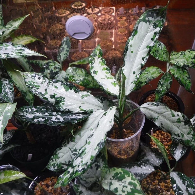 Aglaonema pictum tricolor Aceh, Sumatera, LA111