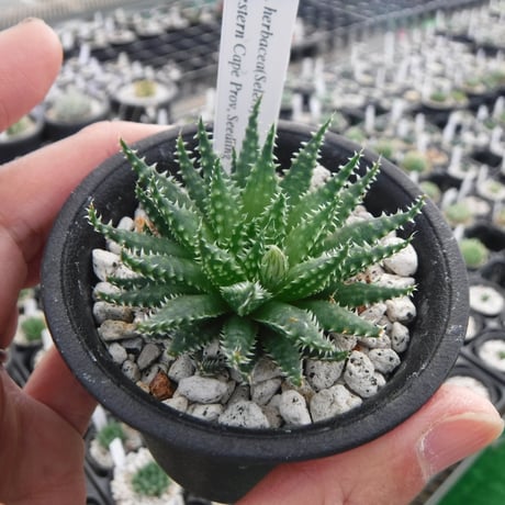 原種ハオルチア | STORES