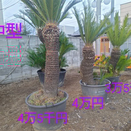 ココスヤシ | STORES