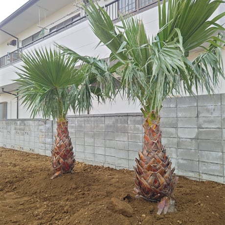 ココスヤシ | STORES