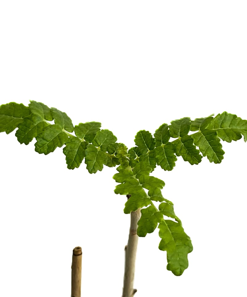 ボスウェリア サクラ (実生苗)「 Boswellia Sacra」4/12-279 | SH