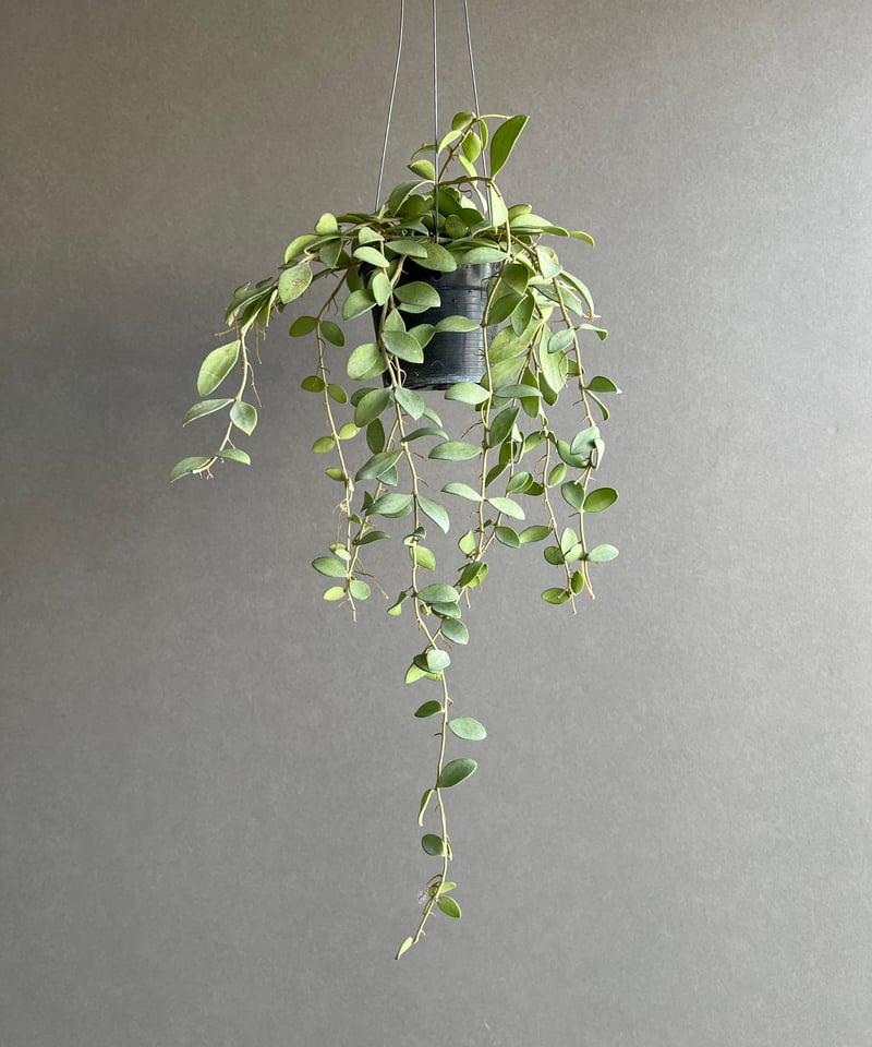 ホヤ ヌンムラリオイデス シルバー 「Hoya nummularioides Silver」7