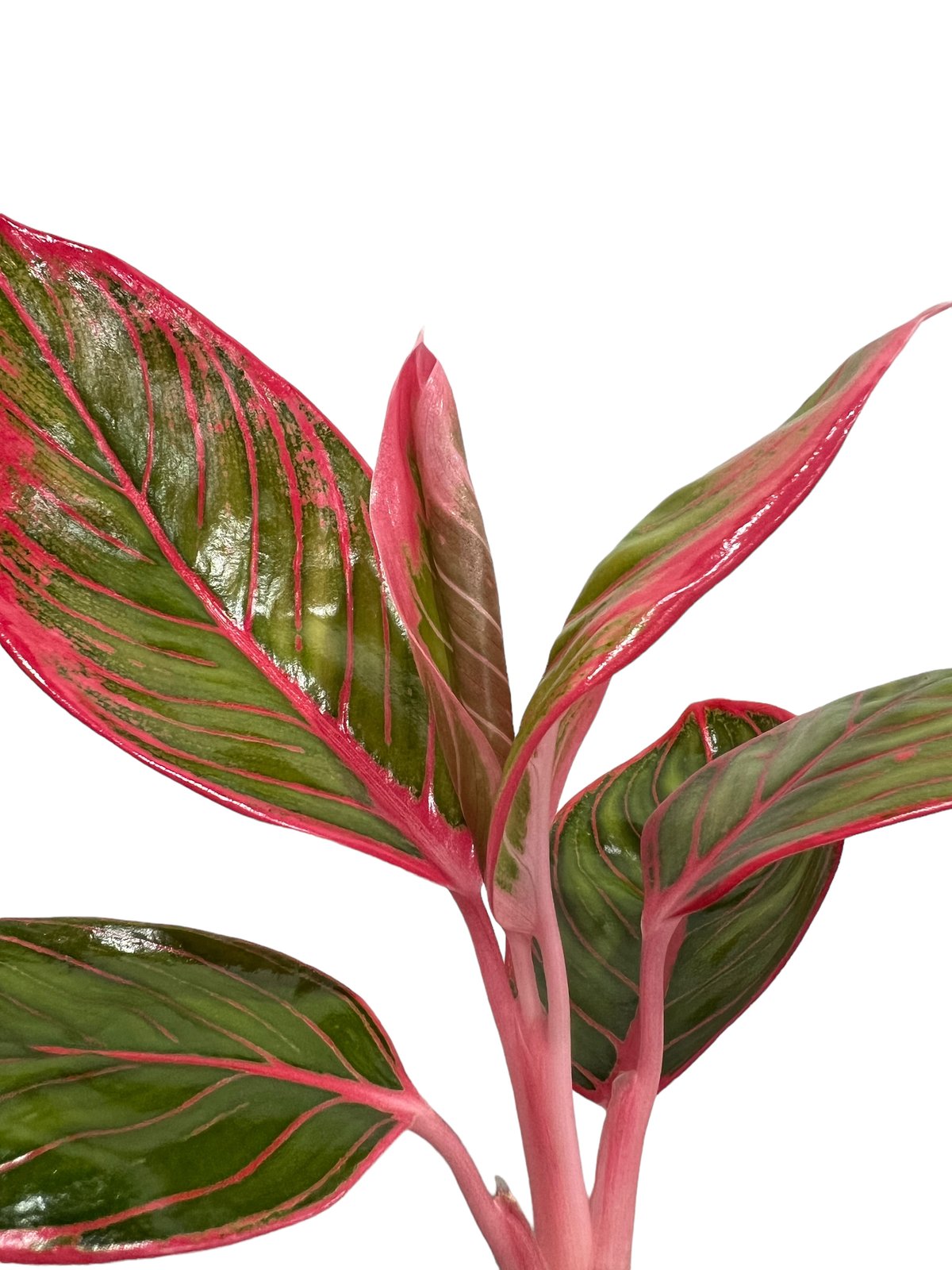 アグラオネマ リップスティック カンザ 「Aglaonema Lipstick Khanza」