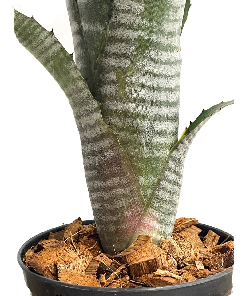 ビルベルギア ダースベイダー「Billbergia 'Darth vader'」65G-3 |