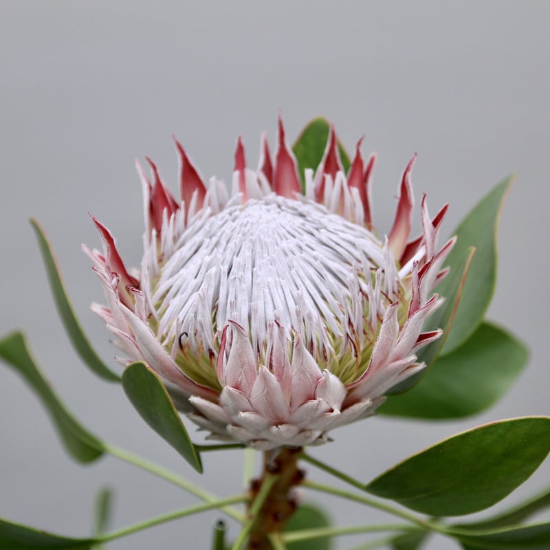 キングプロテア キングピンク 1輪 | 多気園芸 Online Shop