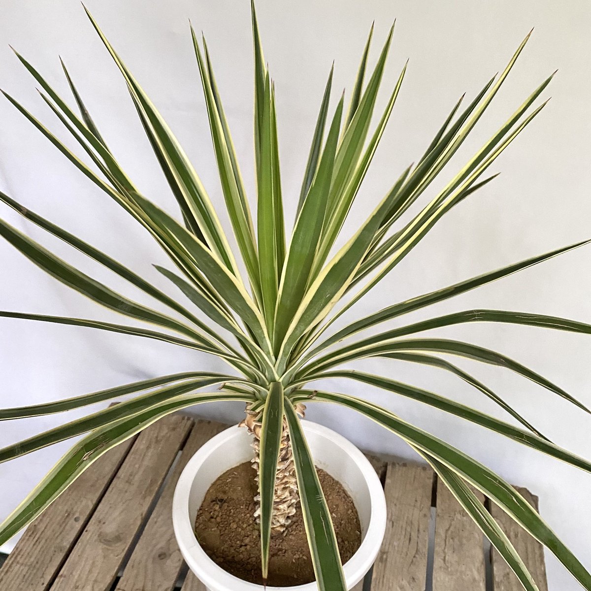 fit=scale-down,w=1200