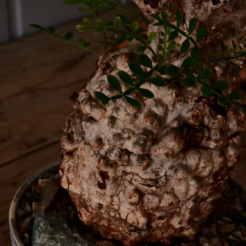 オペルクリカリア パキプス φ8.5cm［No.22］ × 杉山悠 作 4号 植木鉢