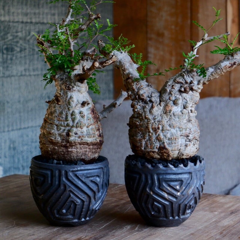 緑肌 オペルクリカリア パキプス［No.16］ × 根本峻吾 作 S.N POT type