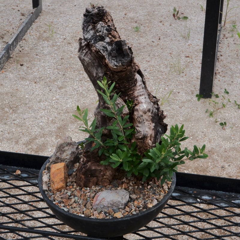 Old Olive 古木オリーブ［No.03］× 10号浅鉢(φ30cm) | Botanic