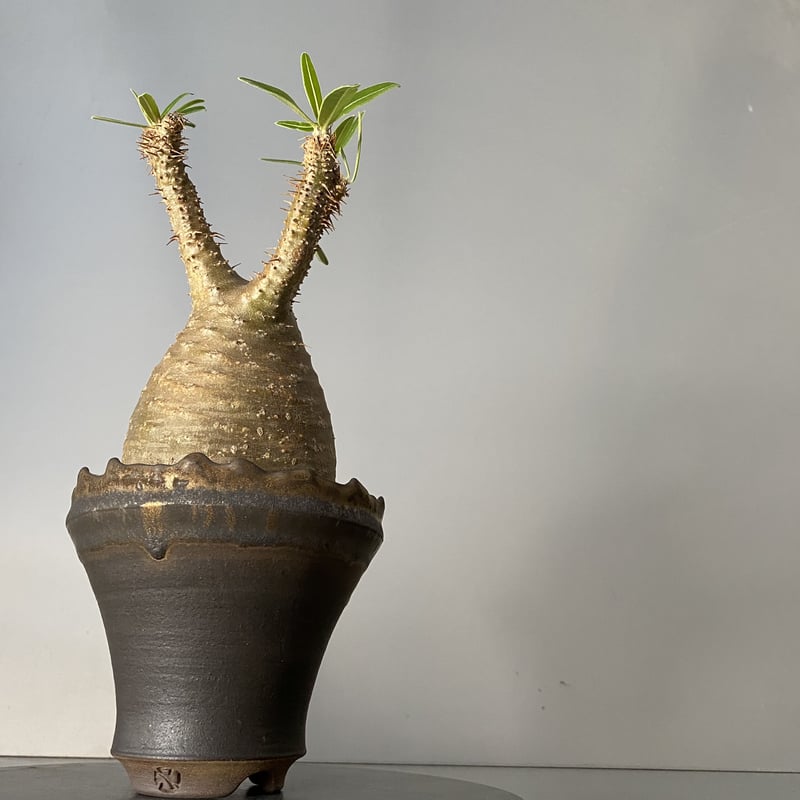 綴化 セッカ 】発根済 グラキリス 現地株 BG-129 × S.N.Pot - crow