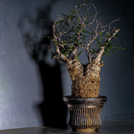 CATEGORY 小野瀬一 作 植木鉢 | Botanical Holic