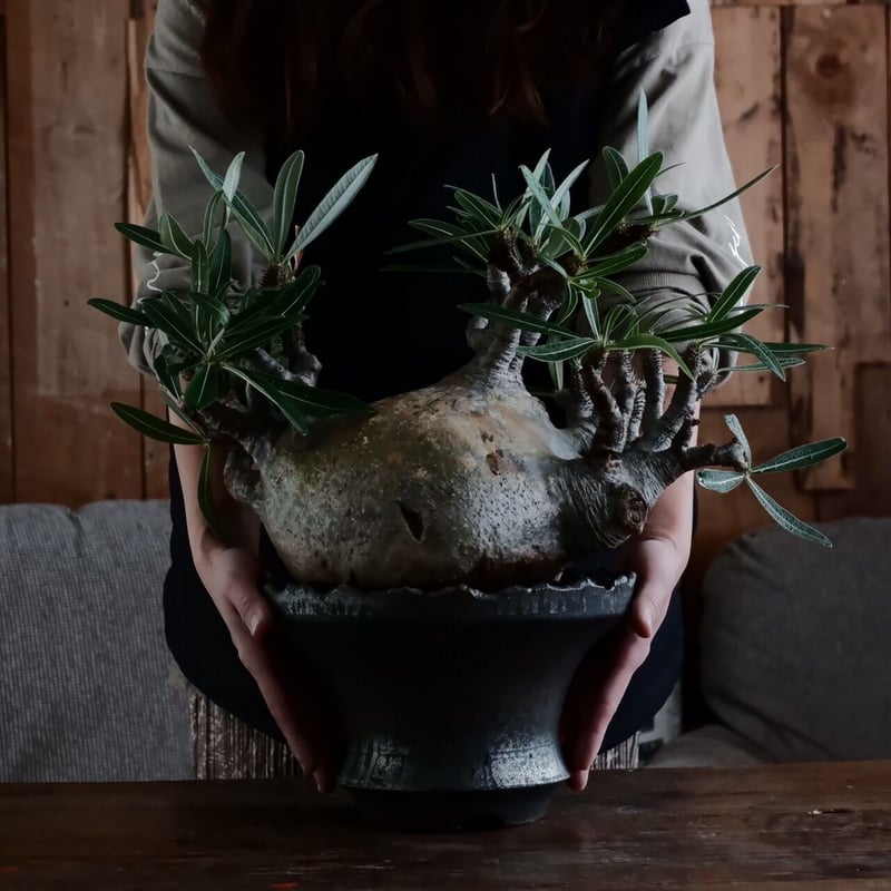 特大SP株 》グラキリス φ22cm［No.22］ × 松野然 作「 ZEN 」8号鉢