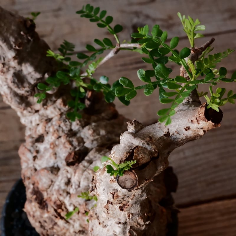 オペルクリカリア パキプス φ10cm［No.21］ × 沖誠 作「Bark / deep