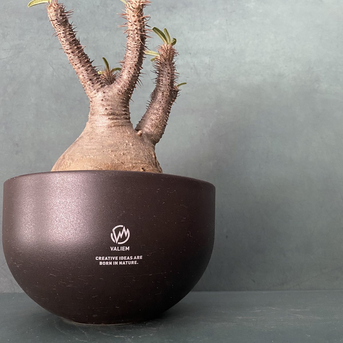 発根済 奇人 グラキリス VAG-04 × VALIEM BOWL ［ グラキリス専用鉢 ］