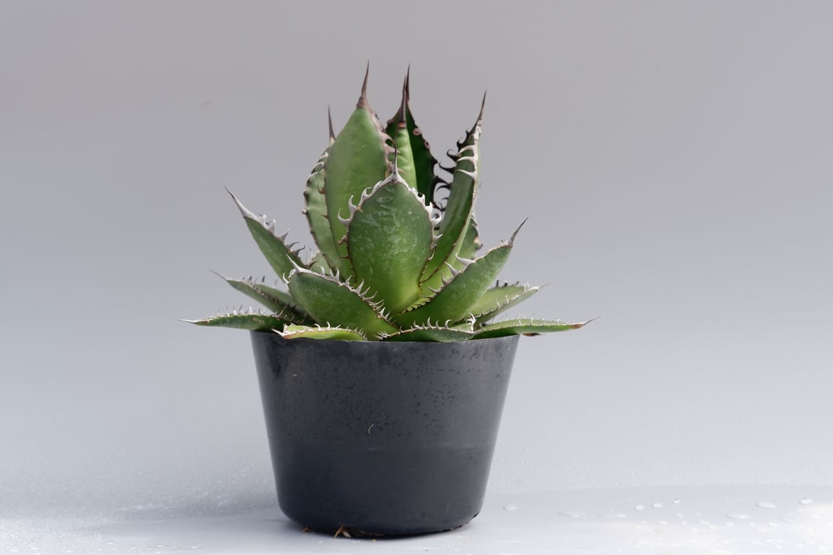 アガベ ホリダ 027 Agave horrida 強棘 | Sunny Branch