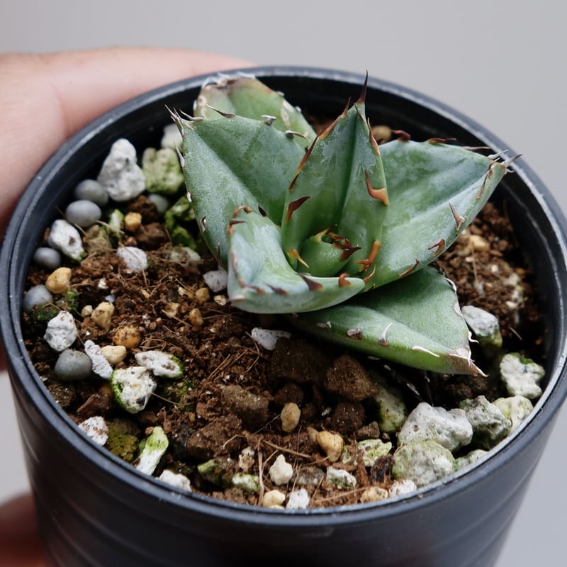 アガベ オテロイ 実生株 Agave oteroi seeding 024 | Sunny