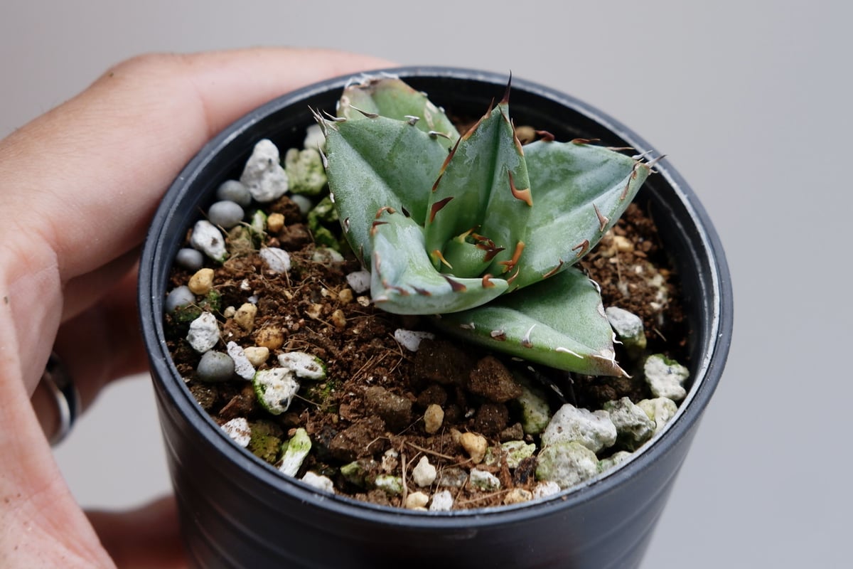 アガベ オテロイ 実生株 Agave oteroi seeding 024 | Sunny