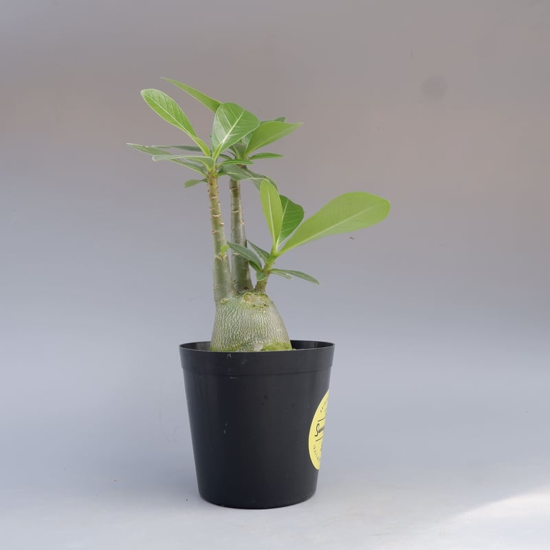 アデニウム アラビカム PNW 実生株 Adenium arabicum Phet na wa