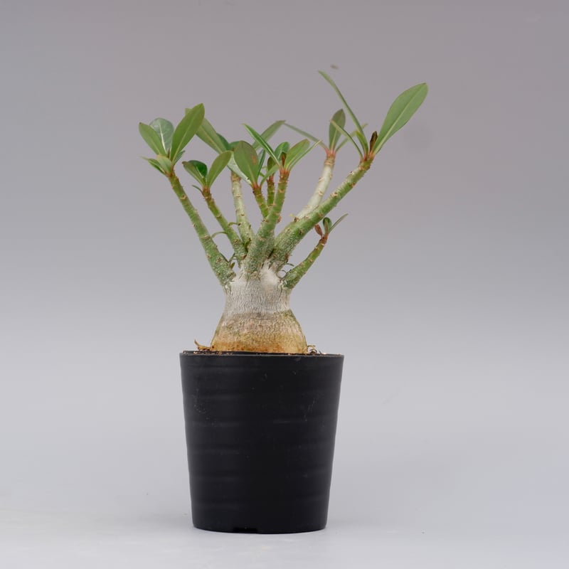 超大株 アデニウム ソマレンセ 発根済み 現地球 おまけ 種子付き 超大