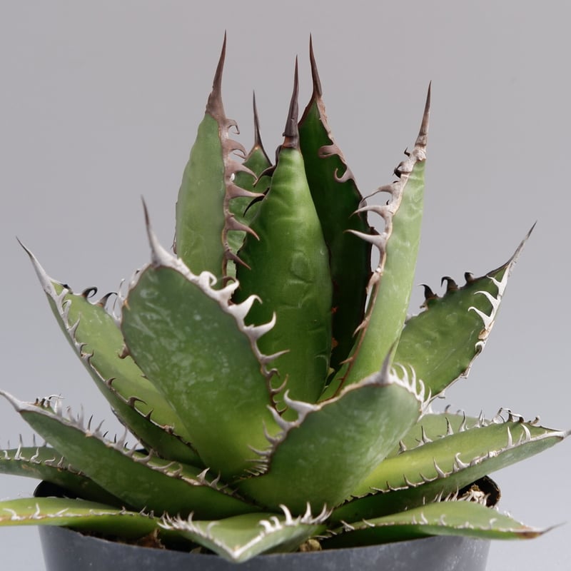 アガベ ホリダ 027 Agave horrida 強棘 | Sunny Branch