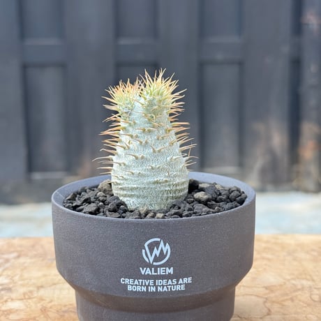 マカイエンセ | STORES