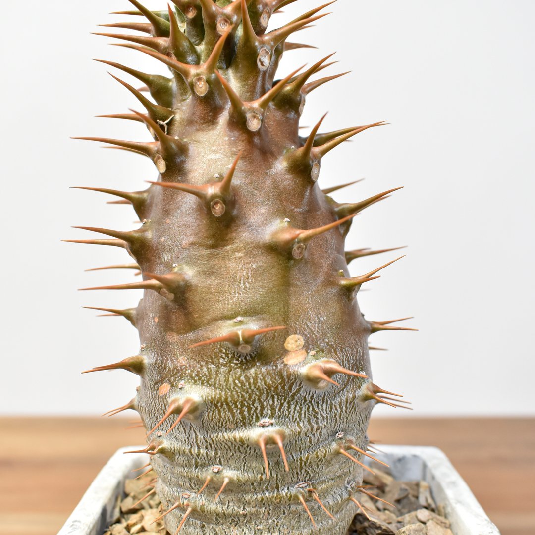 パキポディウム アンボンゲンセ【実生】RFHK25011164(T) | RAFLUM / ラ