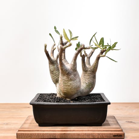 CATEGORY グラキリス | RAFLUM / ラフラム｜東京、大阪の塊根植物