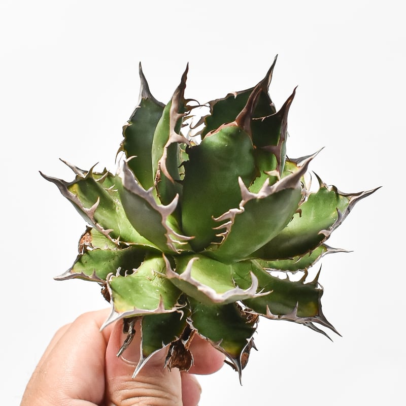 国内実生最高峰】アガベ ホリダ【OSPセレクト株 / 抜き苗 / 実生】31