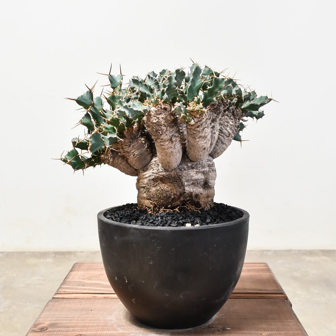 ユーフォルビア クラビゲラ 