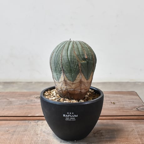 オベサ 厳選 コレクション株 4頭 白質 木質化 オベサ 厳選