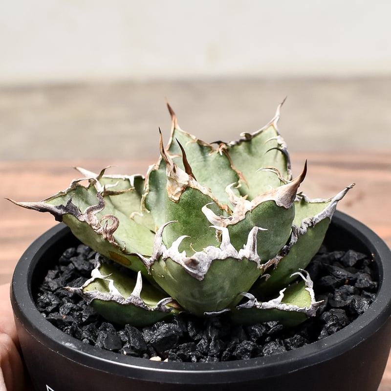 アガベ チタノタ シーザー / 凱撒 【台湾産/中株/発根済み】RF231618