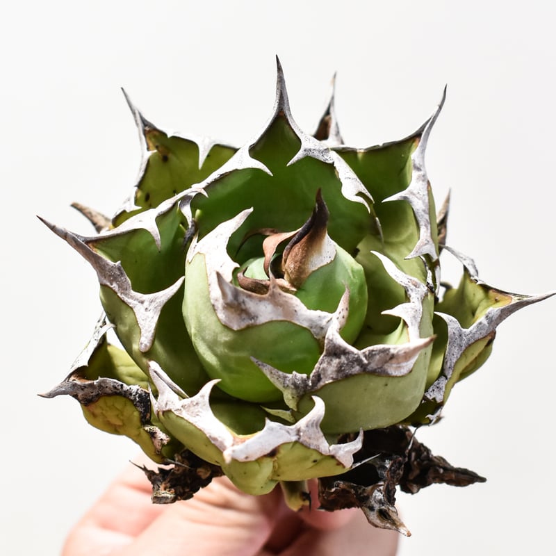 アガベ チタノタ ドワーフ / 姫厳竜 