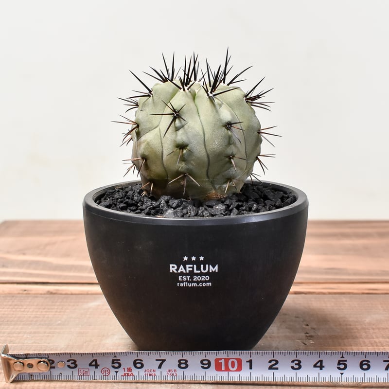 コピアポア シネレア 