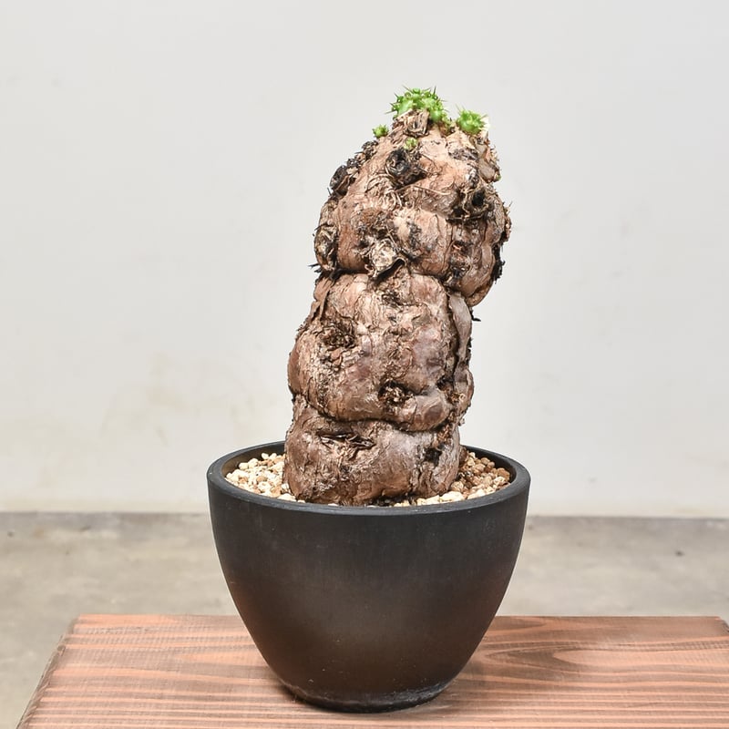 ユーフォルビア ムランジーナ 【発根済み】RF231851(T) | RAFLUM